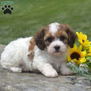 Flower, Cavachon Puppy